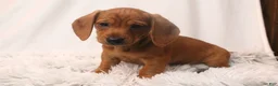 Dachshund dogs for sale: Sugar - Ad 2