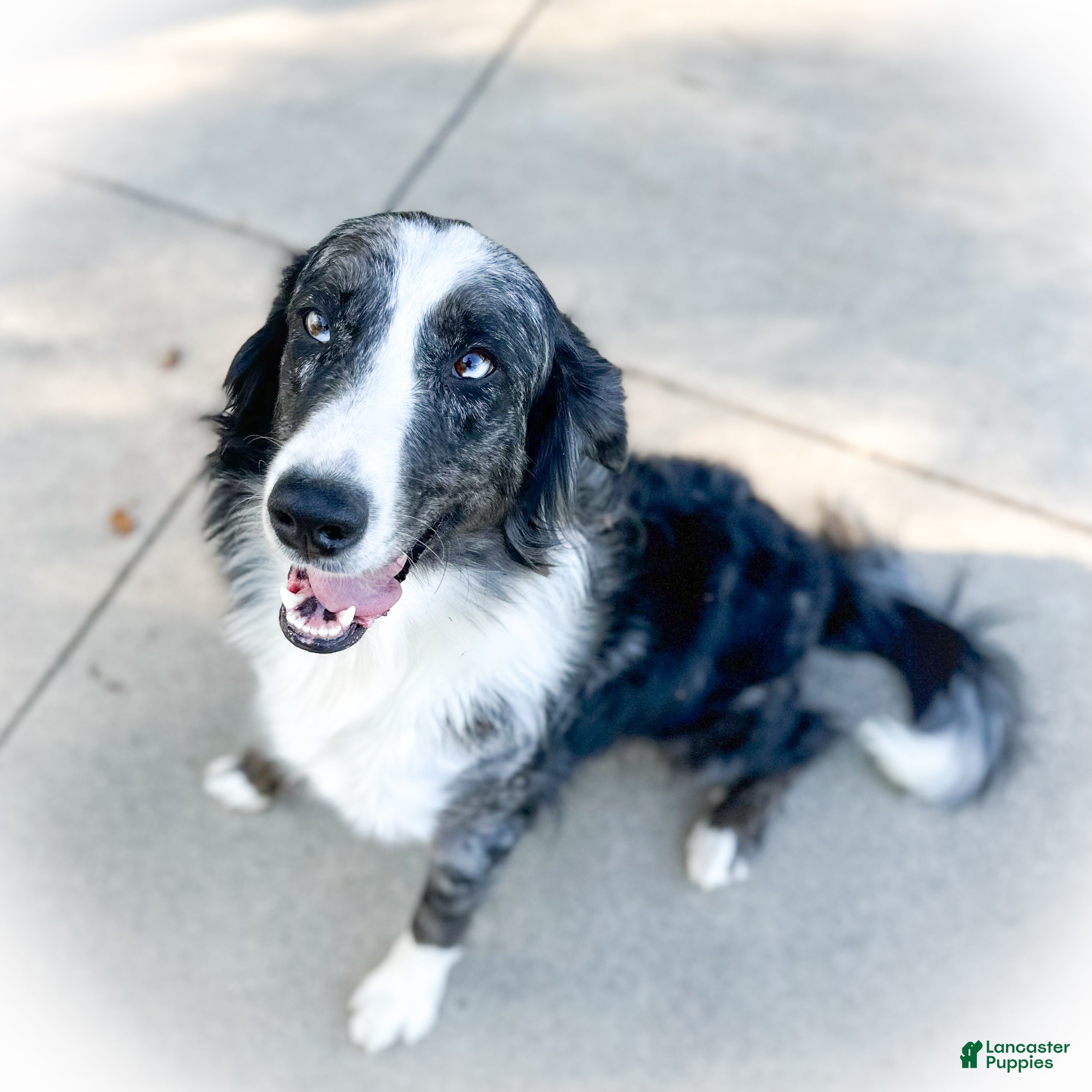 Aussiedoodle dogs Crimson - Ad 2