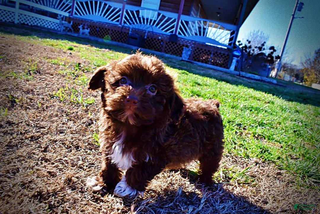 Havapoo dogs for sale: Sunny - Ad 39