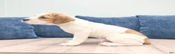 Beabull dogs for sale: Cody - Ad 3
