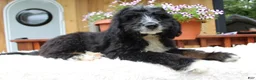 Bernedoodle dogs for sale: Myles - Ad 5