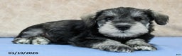 Miniature Schnauzer dogs for sale: Quip - Ad 1
