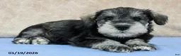 Miniature Schnauzer dogs for sale: Quip - Ad 1