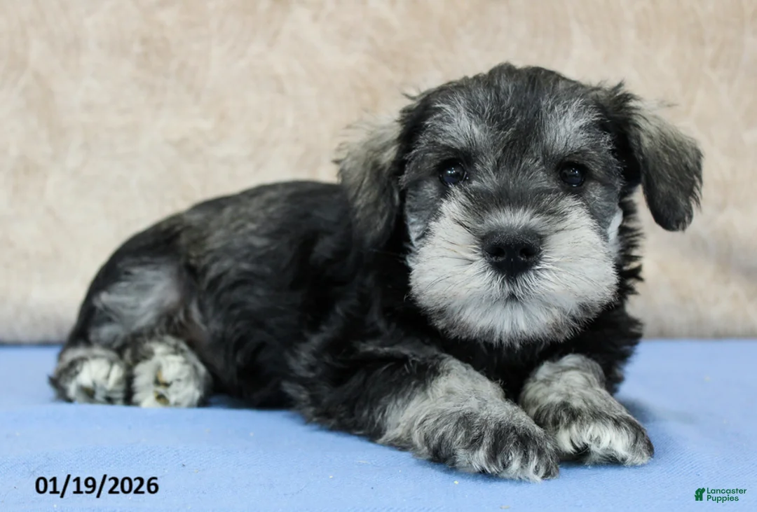Miniature Schnauzer dogs for sale: Quip - Ad 1