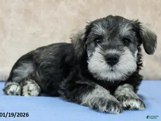 Miniature Schnauzer dogs Quip - Ad 19