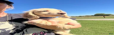 Sterling