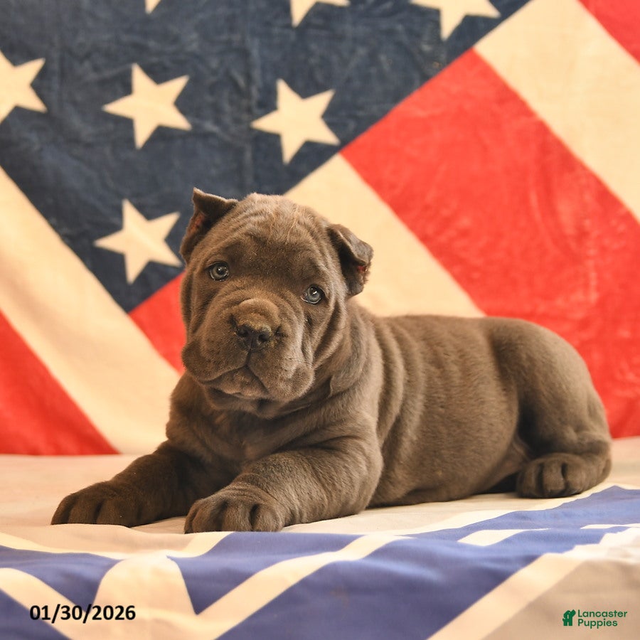 Cane Corso dogs Iris  - Ad 15
