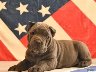 Cane Corso dogs Iris - Ad 15