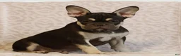 French Bulldog dogs for sale: Cassandra  - Ad 4