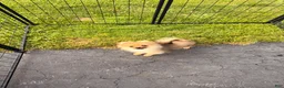Pomeranian dogs for sale: Winnie - Ad 2