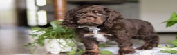 Cocker Spaniel dogs for sale: Milo - Ad 3