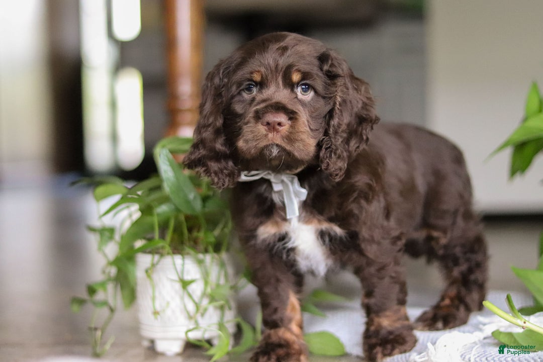 Cocker Spaniel dogs for sale: Milo - Ad 3