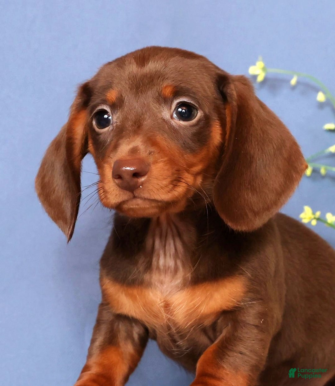 Miniature Dachshund dogs for sale: Cooper - Ad 7