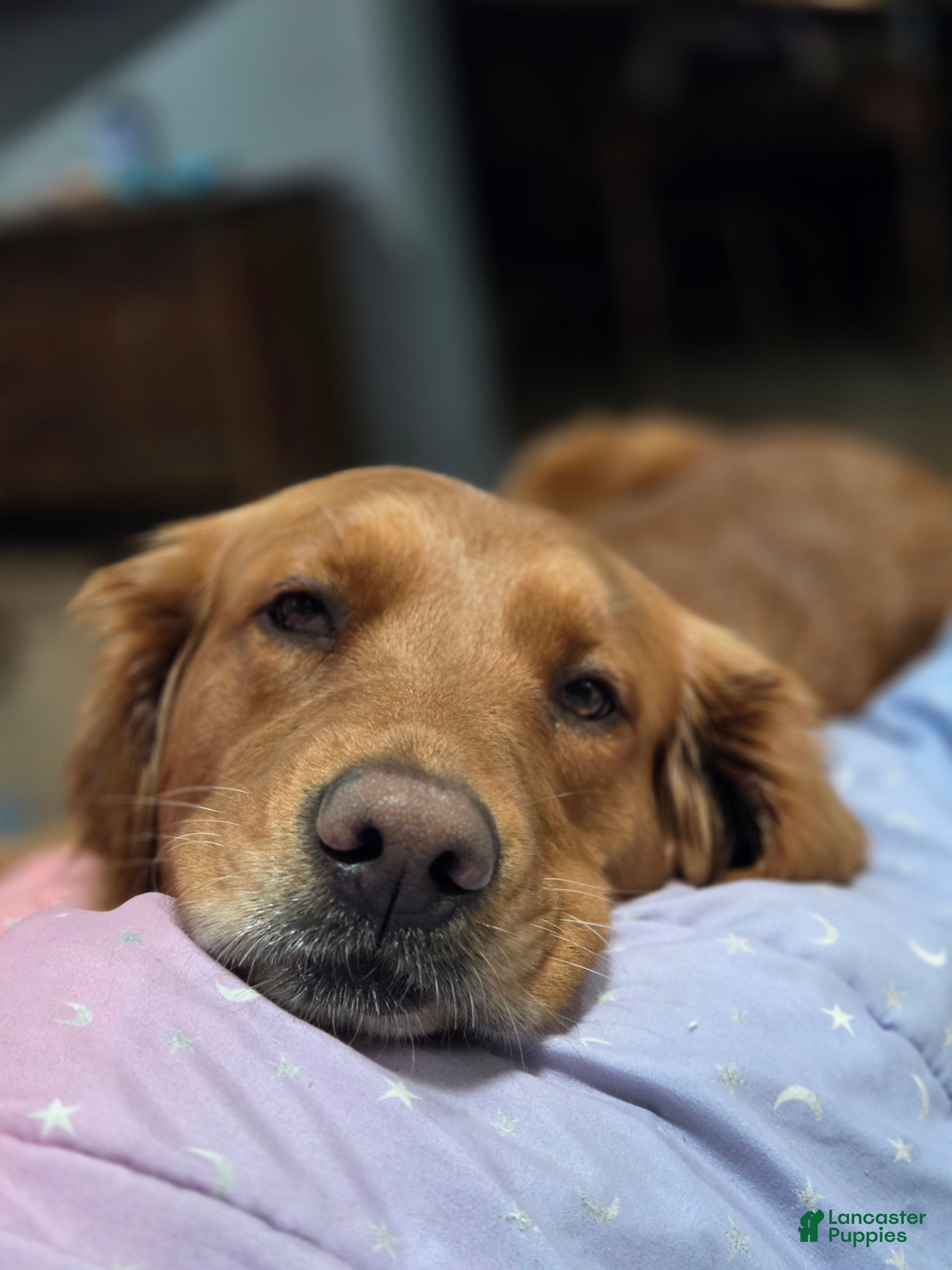 Golden Retriever dogs Toad - Ad 2