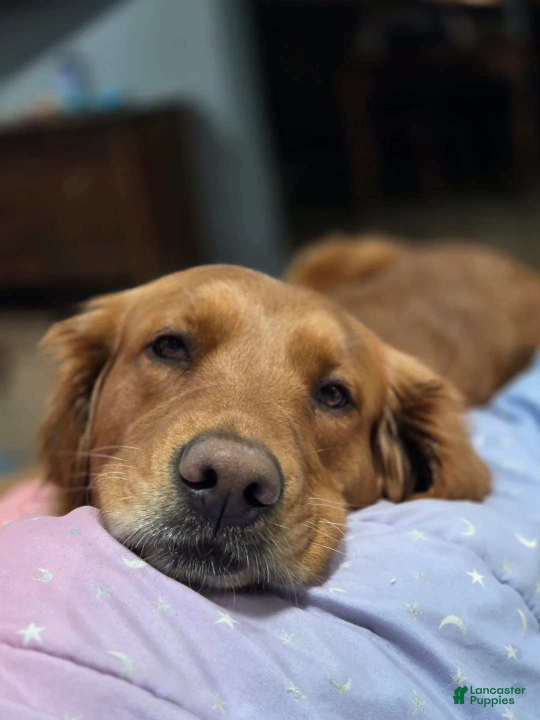 Golden Retriever dogs for sale: Meatball  - Ad 2