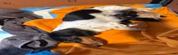 Miniature Dachshund dogs for sale: Miniature Dachshund Puppy 1 - Ad 5