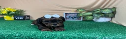 Shihpoo dogs for sale: Shihpoo 4 - Ad 6