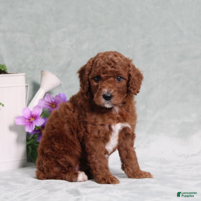 Miniature Poodle dogs Queenie - Ad 1