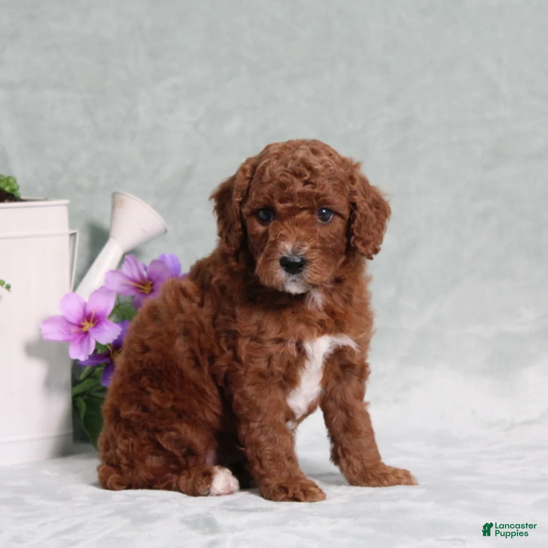 Miniature Poodle dogs for sale: Queenie - Ad 1