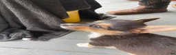 Welsh Corgi Pembroke dogs for sale: Pacha  - Ad 15