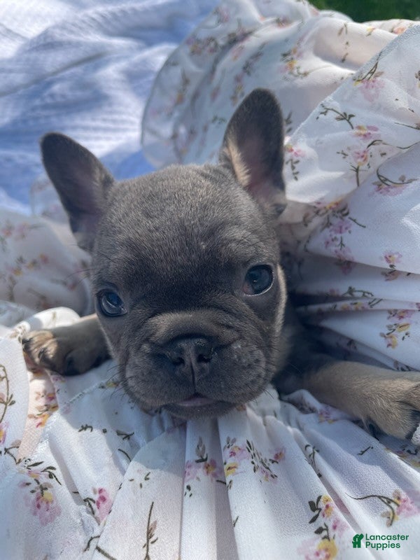 French Bulldog dogs Nala - Ad 2
