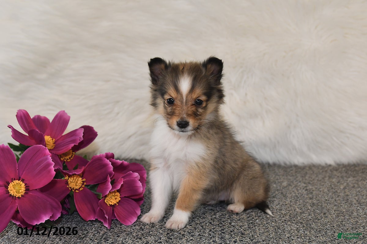 Shetland Sheepdog dogs Erica - Ad 19