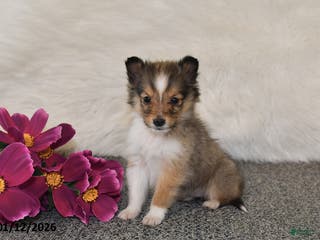 Shetland Sheepdog dogs Erica - Ad 19