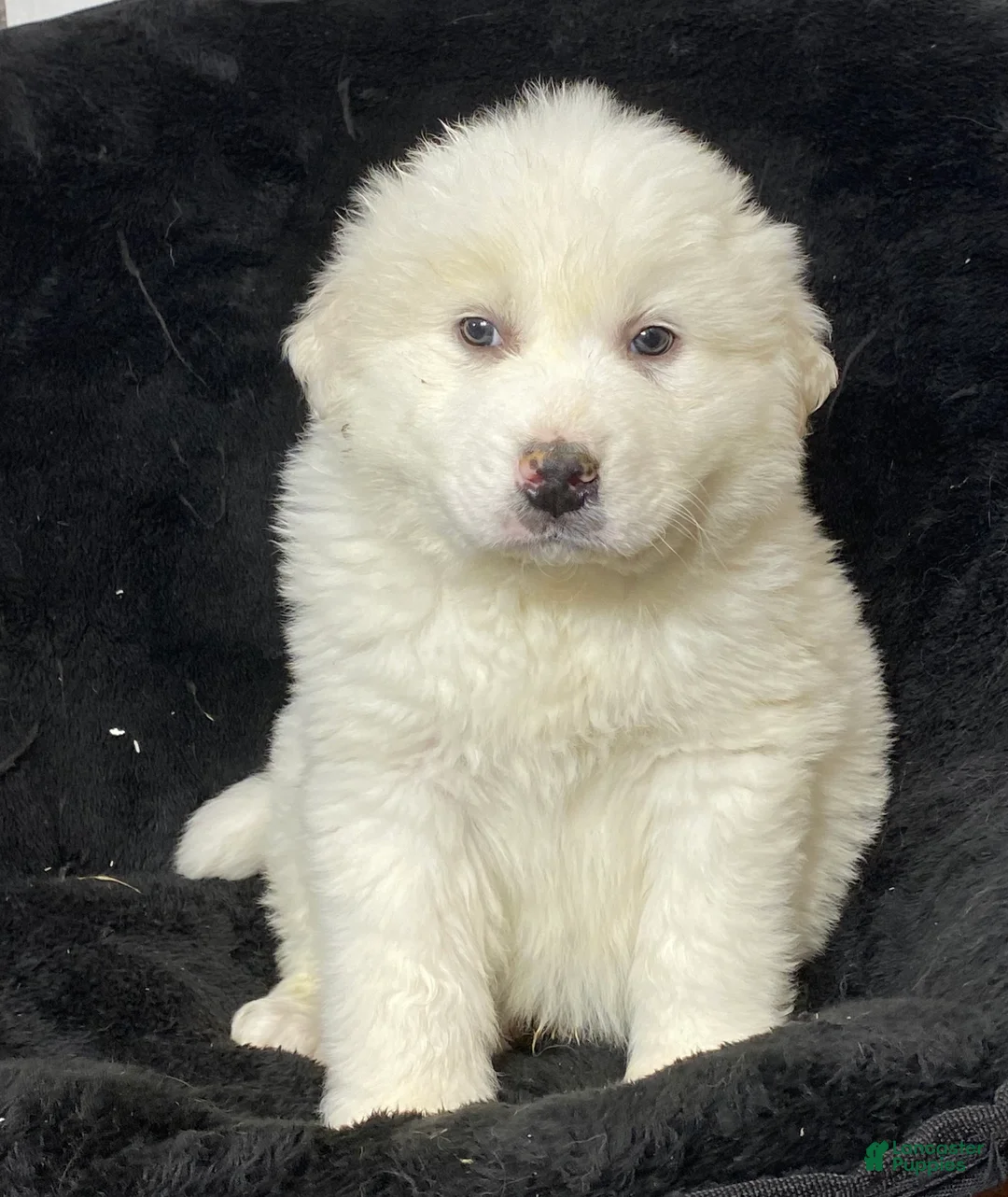 Great Pyrenees dogs for sale: Grayson - Ad 2