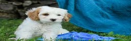 Mixed Breed dogs for sale: Nugget Munchkin Bernedoodle - Ad 3