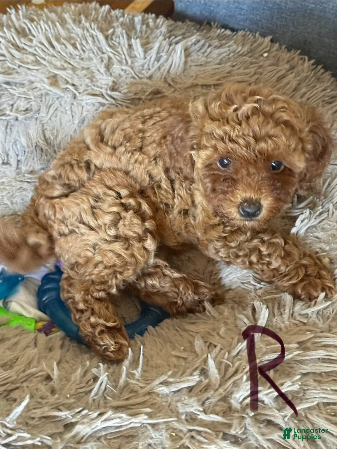 Miniature Poodle dogs for sale: Miniature Poodle 4 red collar - Ad 2