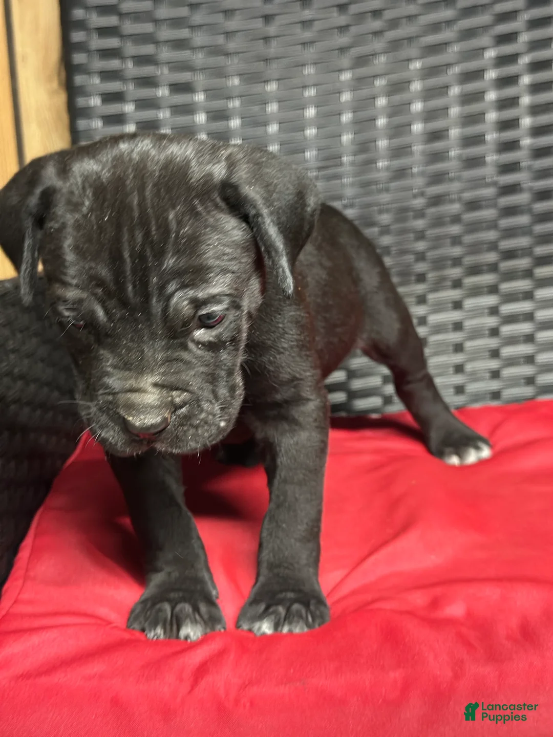 Cane Corso dogs for sale: Pharaoh - Ad 2