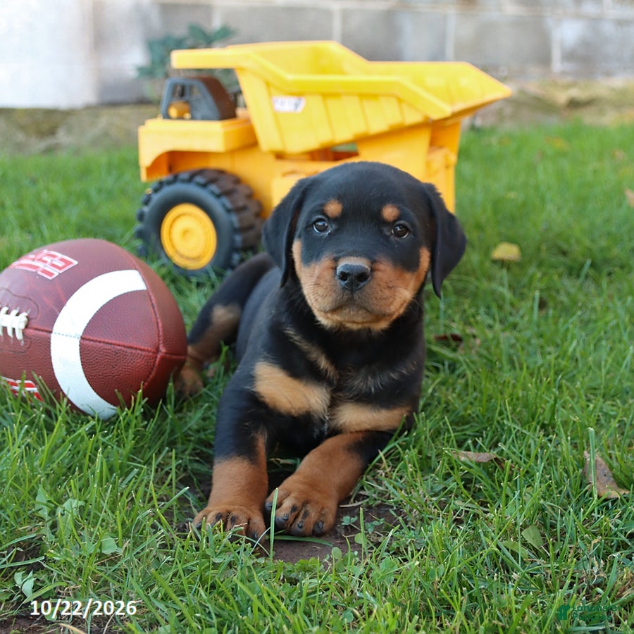 Rottweiler dogs for sale: Brady - Ad 2