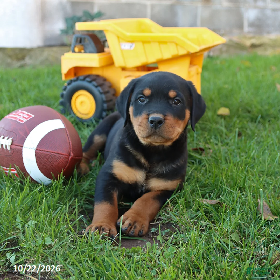 Rottweiler dogs for sale: Brady - Ad 2