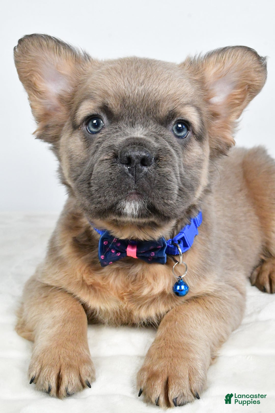 French Bulldog dogs for sale: Bobby - Ad 10