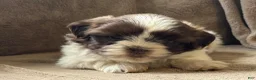 Shih Tzu dogs for sale: Cameron - Ad 4