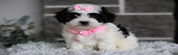 Maltipoo dogs for sale: Bonnie - Ad 11
