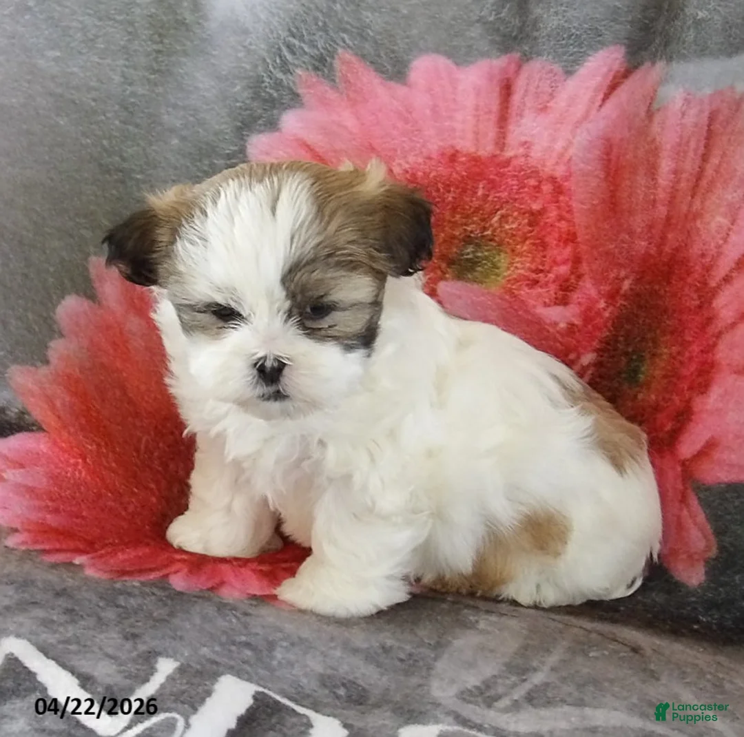 Teddy Bear dogs for sale: Candice - Ad 2
