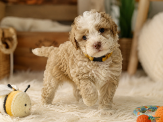 Mixed Breed dogs Male 5 - Ad 2