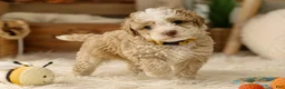 Mixed Breed dogs for sale: Male 5 - Ad 2
