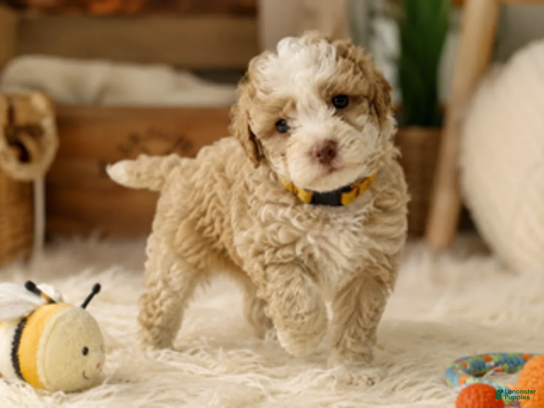 Mixed Breed dogs for sale: Male 5 - Ad 2