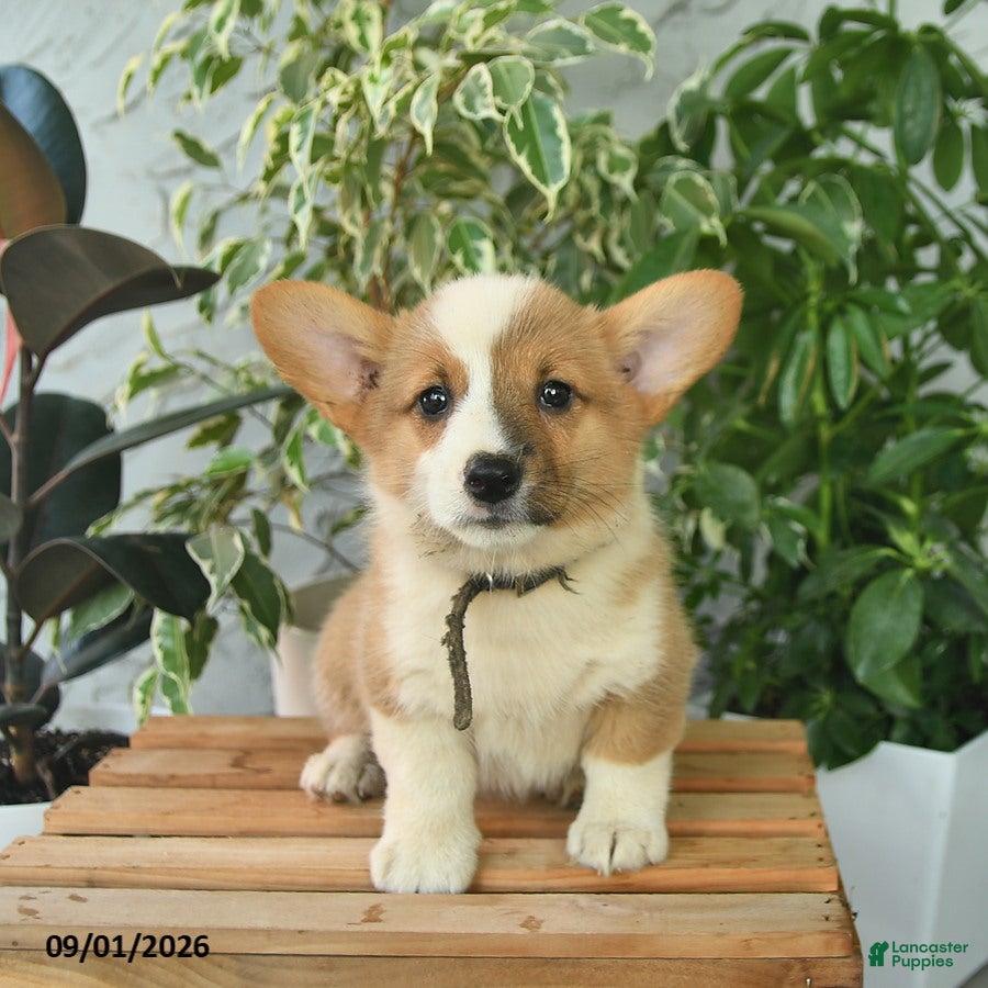 Welsh Corgi Pembroke dogs Hilda  - Ad 2