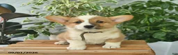 Welsh Corgi Pembroke dogs for sale: Hilda  - Ad 2
