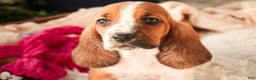 Basset Hound dogs for sale: Ainslie - Ad 7