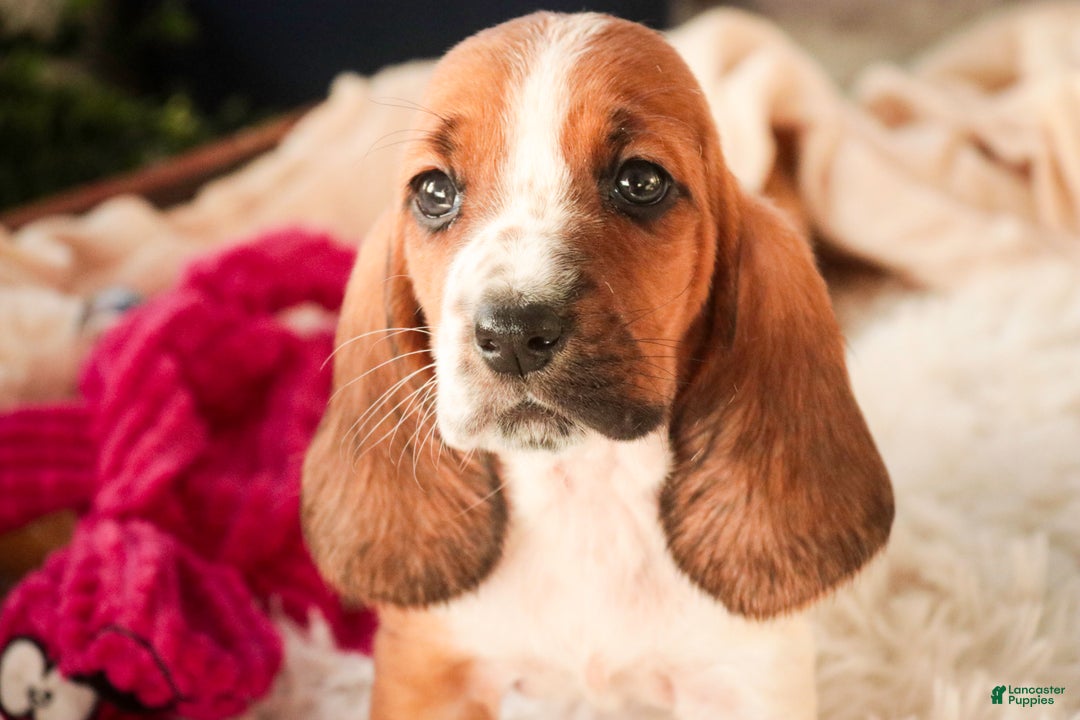 Basset Hound dogs for sale: Ainslie - Ad 7