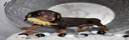 Miniature Dachshund dogs for sale: Tulip - Ad 7