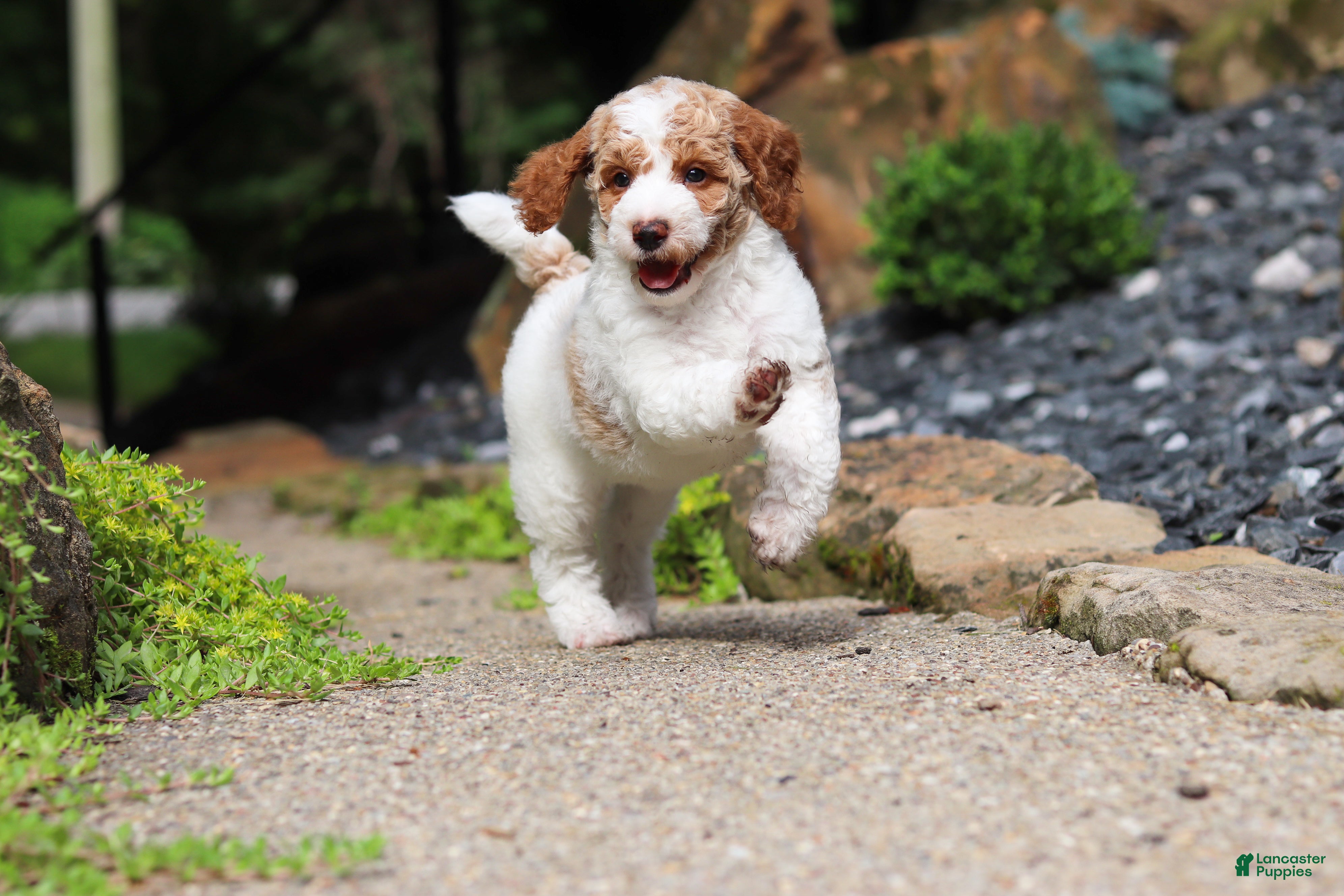 Standard Poodle dogs Blossom - Ad 2