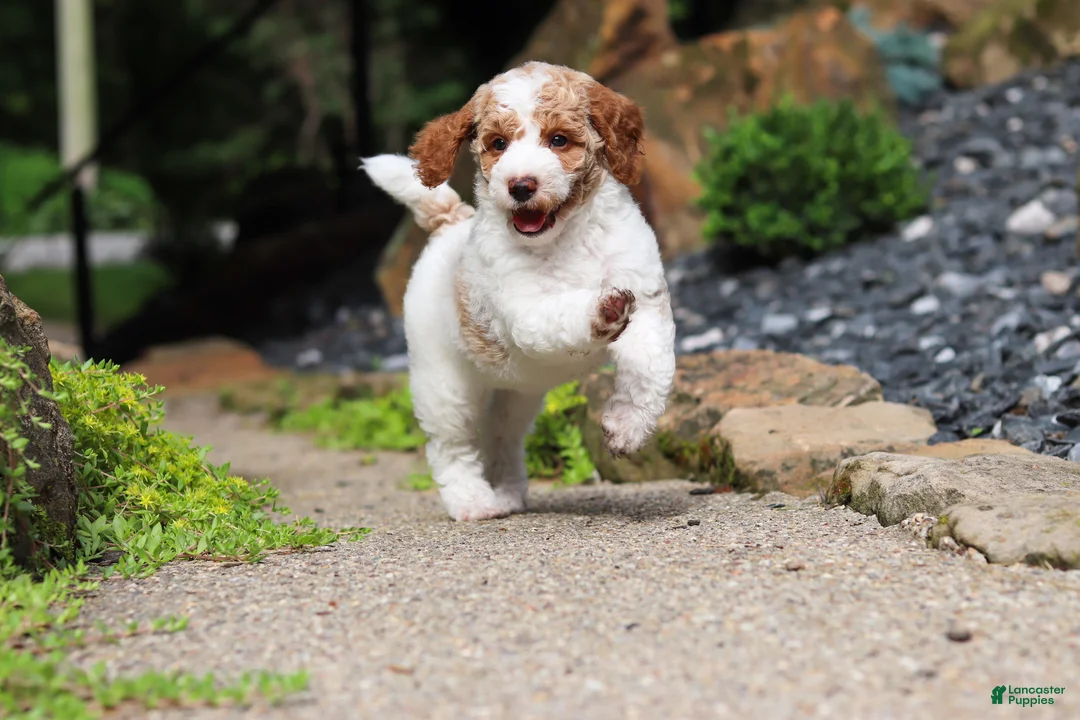 Standard Poodle dogs for sale: Blossom - Ad 2