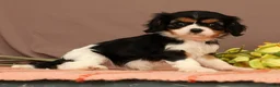 Cavalier King Charles Spaniel dogs for sale: Bridget - Ad 5