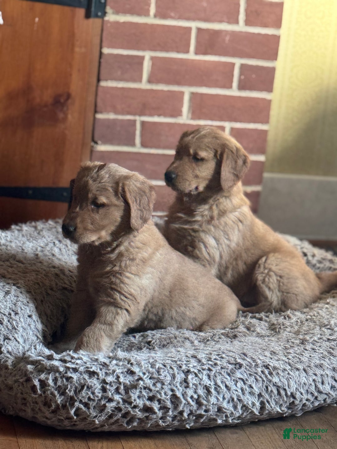 Golden Retriever dogs for sale: Marley - Ad 9