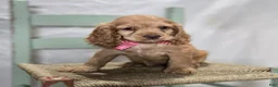 Cocker Spaniel dogs for sale: Jamima - Ad 3